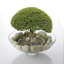 Load image into Gallery viewer, CYS Excel Glass Decorative Bowl (H:4.5" D:12") | Fruit Display Bowl | Terrarium Bowl | Kitchen Table Centerpiece | Footed Pedestal Bowl